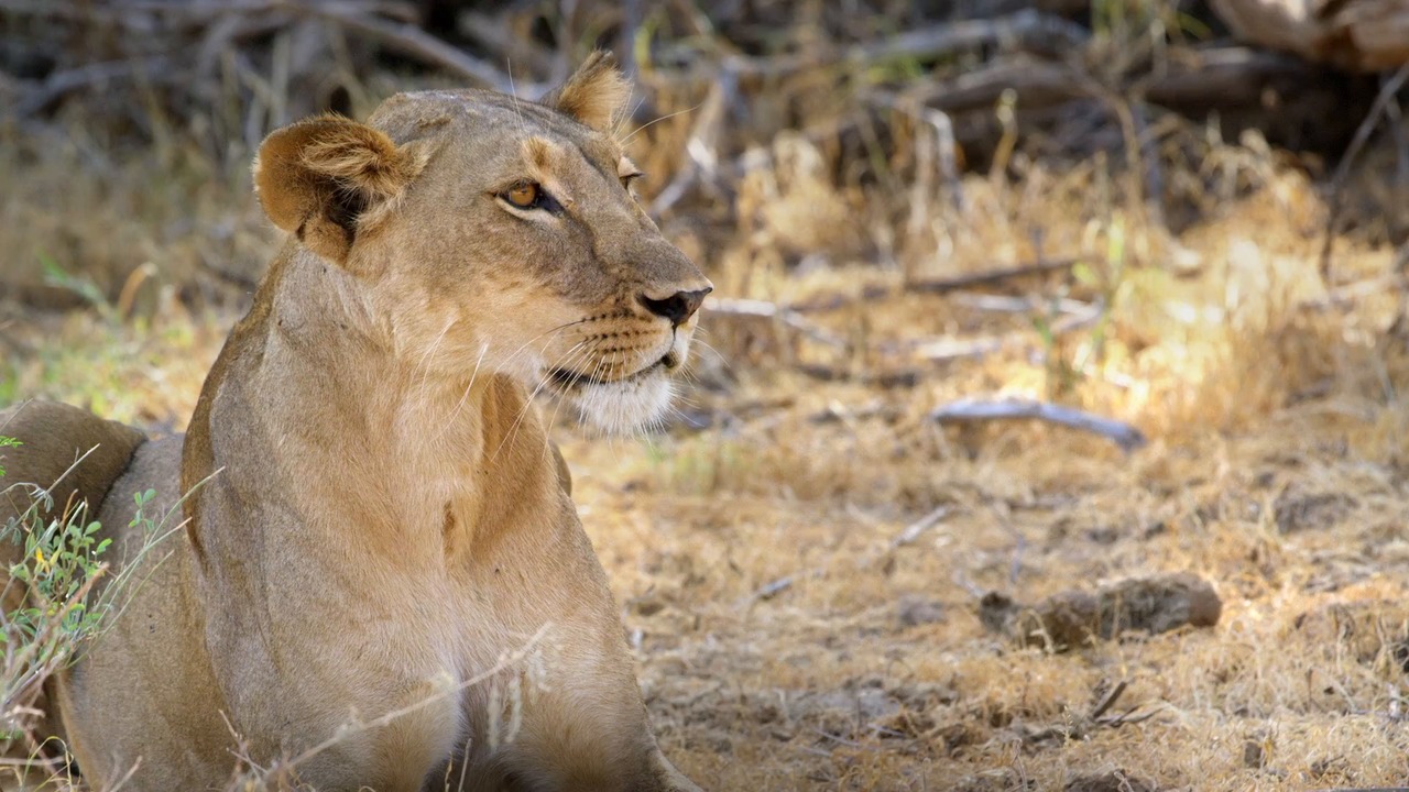 Explorers at Work Shivani Bhalla